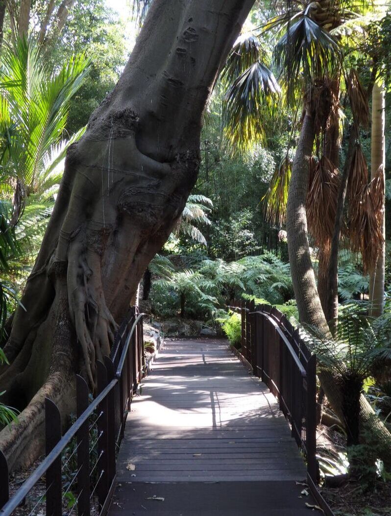 Fern Gully Boardwalk, Royal Botanic Gardens Melbourne